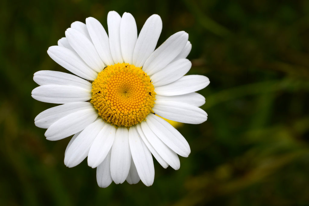 Flower Photography